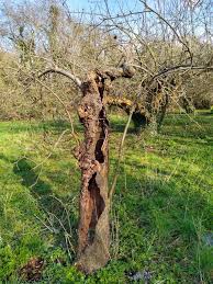 Maybe you would like to learn more about one of these? How To Prune Old Apple Trees To Produce Better Fruit