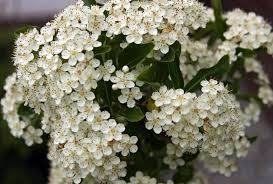 Image result for Pyracantha coccinea golden charmer