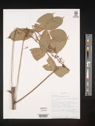 Image result for Commiphora fulvotomentosa