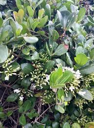 Image result for Pavetta revoluta