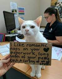 A Shelter Is Trying To Find A Home For A Cat Who Has Been Up For Adoption For 433 Days Cats Kittens Cats And Kittens