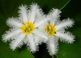 Image result for Nymphoides milnei