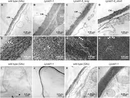 Basic cause, source, or origin: Intragenic Complementation Of Cellulose Synthase Like D1 Alleles In Root Hair Development Biorxiv