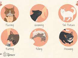 12 Ways Cats Show They Love You