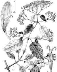 Image result for Eriolaena rulkensii