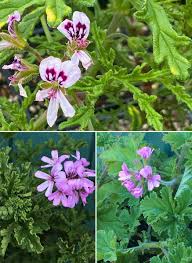 Image result for Pelargonium graveolens