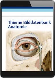 This is the english version of prometheus lernatlas der anatomie by michael schünke et al. Thieme Bilddatenbank Anatomie Online Datenbank Frohberg