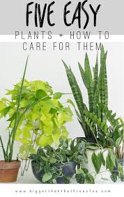 5 Easy Houseplants And How To Care For Them Plus A Few Planter Pot Tutorials And More Head Over To Read All Ab Plants Container Garden Design House Plant Pots