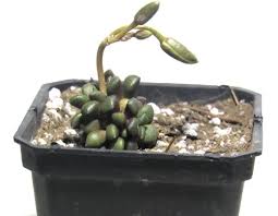 Image result for Anacampseros subnuda