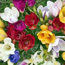 Double Mixed Freesia 15 Bulbs Indoors Or Out 6 Cm Bulbs Walmart Com Walmart Com