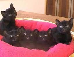 Bombay Cat Photos - Bombay Cat Pictures Black Cat Halloween Fur Baby Cat Cats