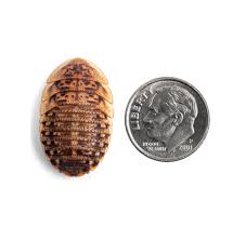 Dubia Roaches For Sale - Free Shipping – The Critter Depot