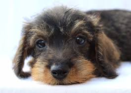 Chiots Teckels Poils Durs Recherche Google Wirehaired Dachshund Puppy Wire Haired Dachshund Weenie Dogs