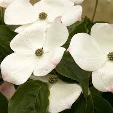 Red dogwood (cornus florida var. 27 Flowering Trees For Year Round Color Hgtv