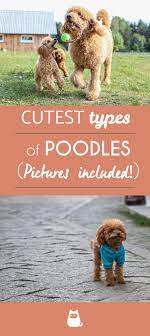 Types Of Poodle Sizes And Mixes With Photos Poodle Best Small Dog Breeds Best Small Dogs