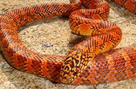 Flame Florida Kingsnake Florida King Snake Reptiles Snake