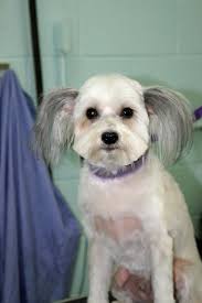 Patti's Pet perfection