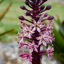 Image result for Eucomis