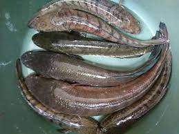 Ikan haruan palas merupakan ikan air tawar. Ikan Haruan Rahasia Bugar Urang Banjar Sejak Ratusan Tahun Silam Halaman All Kompasiana Com