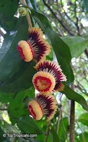 Image result for Lecythidaceae
