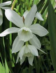 Narcissus Thalia Daffodils
