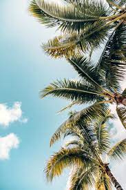 We have a massive amount of desktop and mobile if you're looking for the best tropical wallpapers then wallpapertag is the place to be. Tropical Iphone Wallpaper Iphone Wallpaper Wallpaper Iphone Summer Beach Wallpaper Iphone