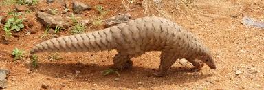 Plus, certain spiders and insects; The Pangolin The Strangest And Most Desired Animal In The World Openmind