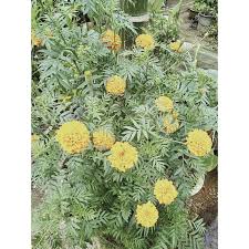 Pokok bunga raya episod 44 dasyat ramai yang tak tahu manfaat pokok bunga raya. Pokok Bunga Tahi Ayam Marigold Flower Anak Pokok Shopee Malaysia