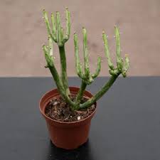 Image result for Euphorbia tirucalli