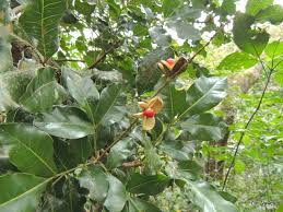 Image result for Bersama lucens