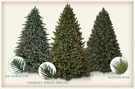 It is not suitable to all growing environments. Differences Between Evergreen Trees Spruce Vs Pine Vs Fir