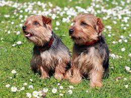 We have 12 westies and 2 norwich terriers. Breed Review Norfolk Terrier Dogs Argos Pet Insurance