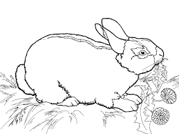 Today there are many flowers and ornamental plants that have charming colors. Online Coloring Pages Coloring Page The Rabbit Eats The Grass Animals Download Print Coloring Page