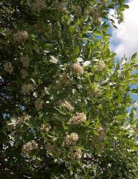 Image result for Schrebera