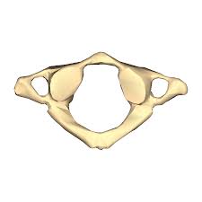 File:Cervical vertebra 1 close-up bottom.png - Wikimedia Commons