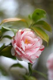 Pin On Flores