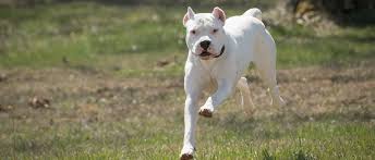 Die rasse würde ohne probleme bis auf den tod kämpfen und hatten eine hohe schmerzgrenze. Dogo Argentino Argentinische Dogge Steckbrief Charakter Wesen Und Haltung
