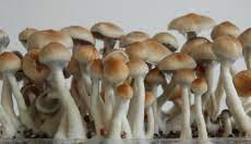 All About The Ecuador Magic Mushroom Magic Mushrooms Shop Blog