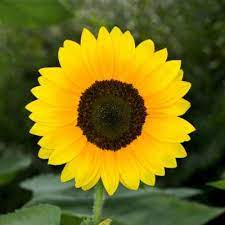 How To Care For Sunflowers Inside Growing Sunflowers Potted Sunflowers Planting Sunflowers
