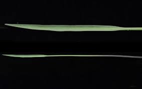 Image result for Burnatia enneandra