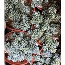Specializing in rare and unusual annual and perennial plants, including cottage garden heirlooms and hard to find california native wildflowers. Succulent å¤šè‚‰æ¤ç‰© æ—‹å¶å§¬æ˜Ÿç¾Žäººsedum Dasyphyllum Major 5 5cm Bm Pot Shopee Malaysia