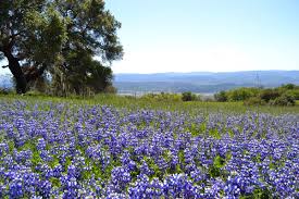 Posted by 5 minutes ago. Wine Blog Blog Archive Northern California S Purple Mountain Majesty After The Fires It S Epic