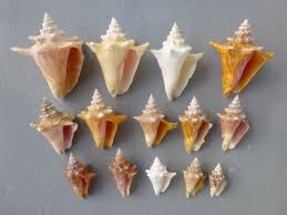 A Color Horizontal Image Of A Display Of Queen Conch Shells On Three Rows  Of Six On Homemade Shelving Stock Photo - Alamy