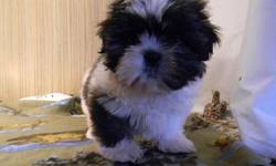 Shih tzu dog breed information and personality traits. Shih Tzu Puppy For Sale Price 300 For Sale In Loveland Colorado Best Pets Online