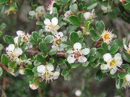 Image result for Cotoneaster