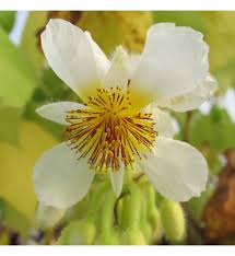 Image result for Sparrmannia