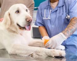 Imagem De Osteocondrose Em Cães