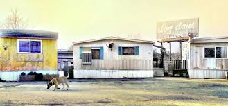 Dog Days Photography After The Rain Modesto Trailer Park Sunshine Rain Puddles German Shepherd Dog Recreational Vehicles Dogs Photography