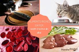Presque tous contiennent des quantités minimaux. Anemie Chez Le Chat Aliments Riches En Fer