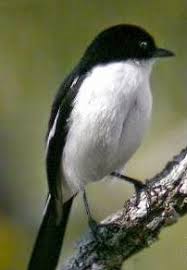 Burung decu jantan mempunyai bulu yang hitam di sekujur tubuhnya, kecuali pada bagian sayap yang mempunyai garis putih terang. Tips Mengetahui Perbedaan Fisik Burung Decu Kembang Jantan Dan Betina
